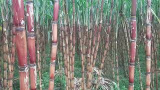 quotRed Heartquot of Sugarcane is a Fungal Colletotrichum falcatum disease Impaires the Quality of Sugar [upl. by Aitan]