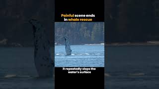 Painful Scene Ends In Whale Rescue 🐋✨ [upl. by Gorden]