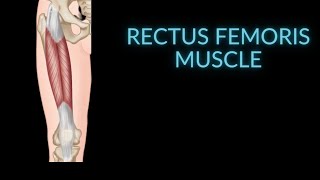 Anatomy of the Rectus Femoris Muscle Hip Flexor [upl. by Yasu987]