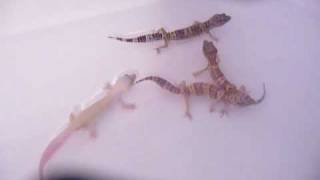 Leopard Geckos BathingSwimming [upl. by Akoek509]