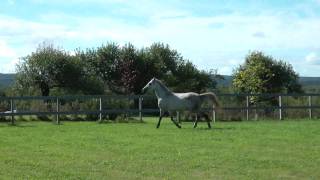 Gubernia Orlov Trotter 5 yrs old FOR SALE [upl. by Nagirrek745]