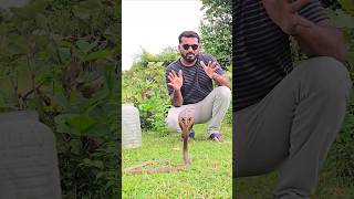 Spectacled cobra snake release [upl. by Witha57]