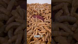 10 000 Mealworms vs RAW LIVER [upl. by Grassi692]