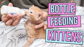 How to Safely Bottle Feed a Kitten [upl. by Iva793]