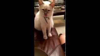 Intelligent OldStyle Balinese cat Asking for food [upl. by Boggs383]