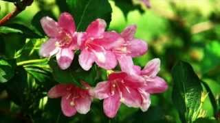 Weigela florida Growing Guide [upl. by Nogaem]