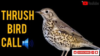 Varied Mistle Thrush Bird Calling for Lady Thrush [upl. by Erdnaet]