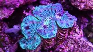 Underwater Tridacna Squmosa Crocea Maxima Clams in 75 Gallon Reef Tank [upl. by Kuster]