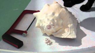 How to Make a Conch Shell Horn [upl. by Frager]