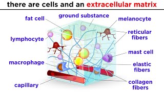 Types of Tissue Part 2 Connective Tissue [upl. by Aisatna848]