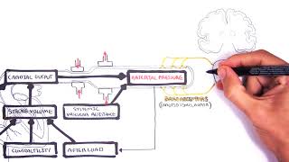 Regulation of Cardiac Output and Mean Arterial Pressure relationships [upl. by Cirdec728]