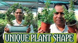 अपने गार्डन को दे एक कलात्मक रूप  Unique Plant Shape Topiyari  9826958307 [upl. by Perrins]