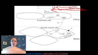 Nitric Oxide NOS and vasodilation [upl. by Alegnaoj]