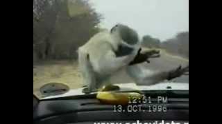 Monkey Trying To Steal Banana From Car Window [upl. by Amsirhc605]