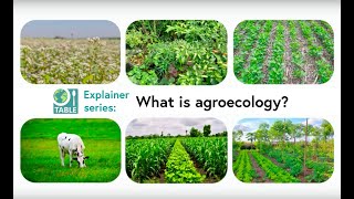 What is agroecology TABLE explainer video series [upl. by Christalle]