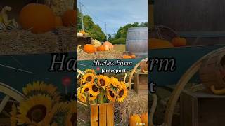 Have the perfect Fall day at Harbes Farm in Jamesport🍁🌻discoverlongisland longisland travel [upl. by Yatnuhs]