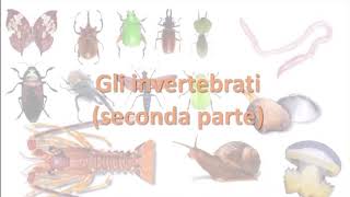 Gli invertebrati CELENTERATI MOLLUSCHI e ANELLIDI [upl. by Berg511]