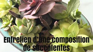 🌵Update et entretien dun jardin de plantes Succulentes 🌵  JARDIN DE SUCCULENTES [upl. by Burkhart]