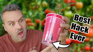 Best Way to Start Tomato Seeds Indoors or Outdoors [upl. by Yelik]