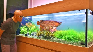 MOST AMAZING ASIAN AROWANA PLANTED AQUARIUM IN SINGAPORE [upl. by Aklam]