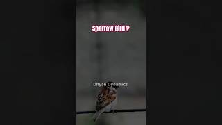 Where is sparrow Bird 🕊️  We lost golden Bird  Dhyan Dynamics Hindi  shorts [upl. by Tawnya757]