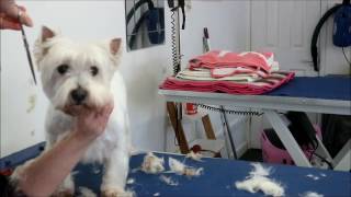 HOW TO DO A WEST HIGHLAND WHITE TERRIER [upl. by Gregg]