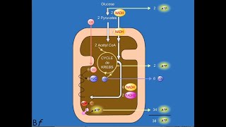 Respiration cellulaire [upl. by Regan760]