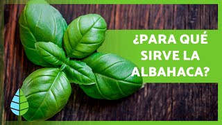 BENEFICIOS de la ALBAHACA 🌱 Propiedades Medicinales y Usos Culinarios [upl. by Aztinad320]