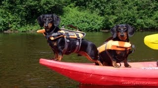 Kayaking with Dachshunds  GoPro Doggy Cam  Crusoe amp Oakley Go Kayaking [upl. by Kcerb]