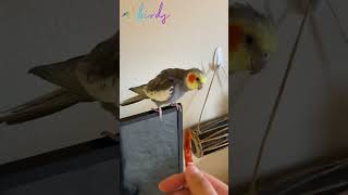 what food do cockatiels eat cockatiel birds lovebirds pets parrot [upl. by Igiul]