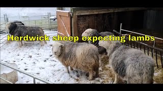 Pregnant Sheep  Herdwicks in Lamb [upl. by Shifrah]