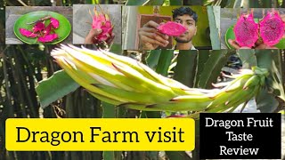 Dragon Fruit FarmDragon Fruit TasteDragon Fruit Farmingdragon gardening BijoyVlogs12345 [upl. by Neersin]