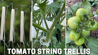 Support tomato plants with string trellis amp plastic clips [upl. by Tucker]