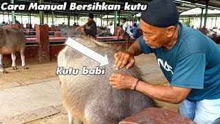 Cara Manual Bersihkan Kutu Babi di Kerbau [upl. by Tolland524]