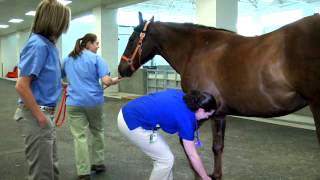 Equine Hospital Tour at the University of Tennessee Veterinary Medical Center [upl. by Cherin753]