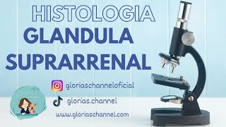 Histología para Medicina Glándula suprrarenal [upl. by Aihsak]