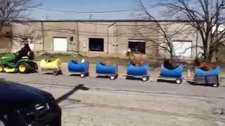 Hilarious Dog Train Fun For Kids to Watch in Fort Worth [upl. by Fredkin]