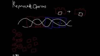 Repressible and Inducible Operons [upl. by Monson]