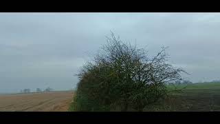 FieldFare Birds Thrush Flock [upl. by Alimac866]