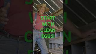 Joel Salatin’s Key to Clean Eggs chicken eggs joelsalatin pasturedpoultry layinghens [upl. by Kramnhoj]