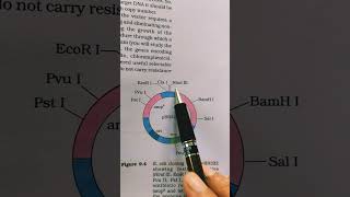 pBR 322 plasmid  cloning vector [upl. by Boyse]