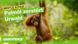 Warum KitKat schlecht für OrangUtans ist [upl. by Erreid]