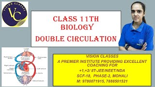 DOUBLE CIRCULATION BIOLOGY CLASS 11TH science biology doublecirculation biologyclass11th [upl. by Lyram860]