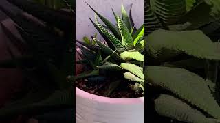 Propagation Ways haworthia haworthialimifolia plants [upl. by Nabla]