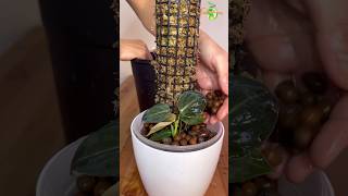 Growing Philodendron in Leca amp Moss Pole philodendron thegreenearth plants [upl. by Nevur]