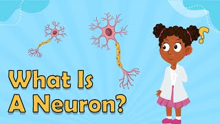 What Is A Neuron  Facts About the Brain  Biology Facts for Kids  Fun Science Facts For Kids [upl. by Sid]