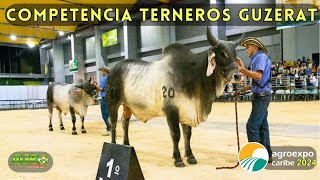 CONCURSO TERNEROS GUZERAT [upl. by Doownil]