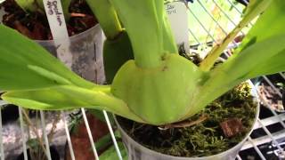 Oncidium Orchid care removing old bloom spike and how it reblooms [upl. by Guinn]