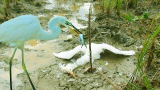 The Best Bird Trap Heron  How To Hunting Heron  Awesome Quick Birds Trap [upl. by Iorgo163]