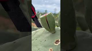 Picking Fruit Cactus fruitlover farming shots [upl. by Ahsaei]